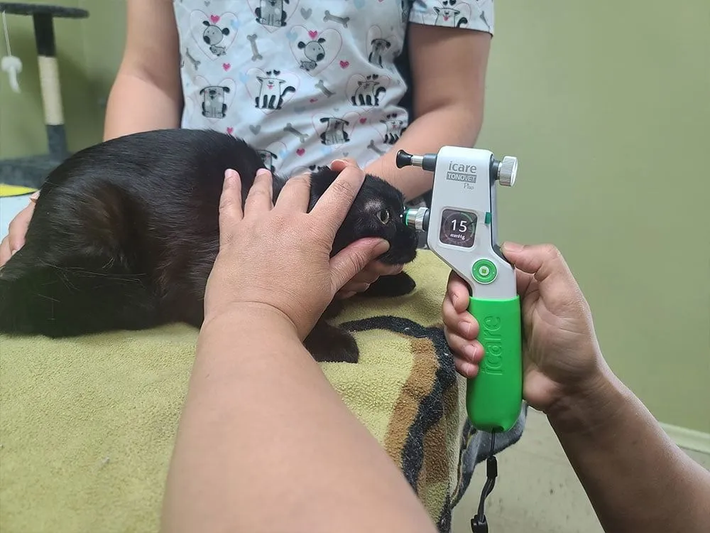 A black cat receiving an intraocular pressure test with an iCare TonoVet Plus tonometer during a veterinary exam – Hofmann Veterinary Clinic