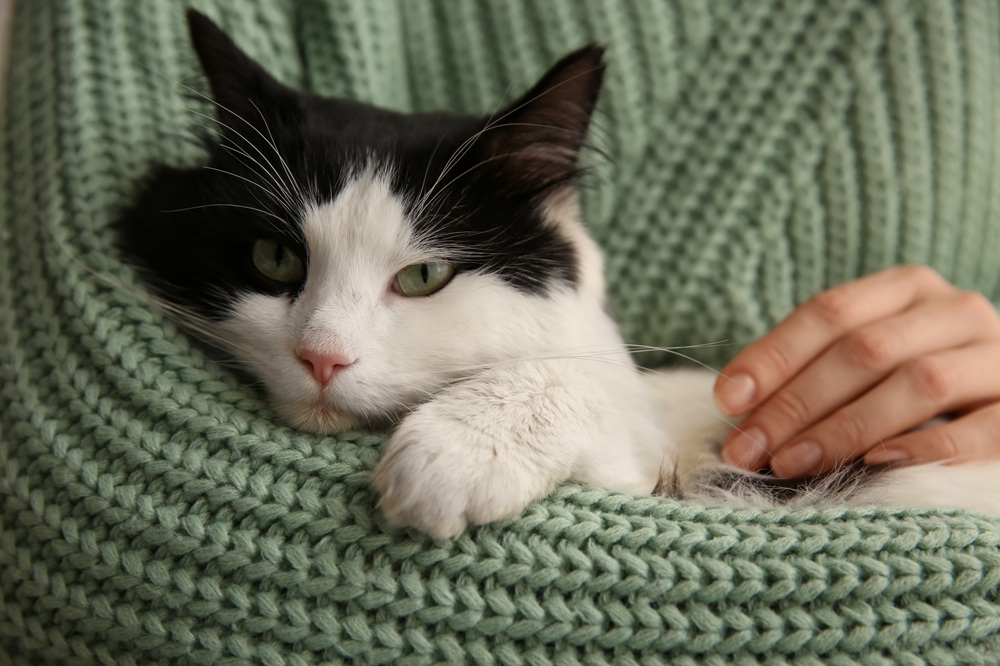 Black and white cat resting comfortably in a green knitted sweater while being gently petted, symbolizing warmth and attentive veterinary care – Hofmann Veterinary Clinic